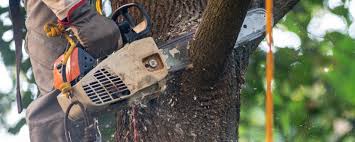 Reliable Coatesville, PA Tree Care Solutions