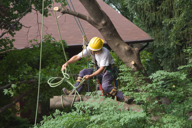 Best Tree and Shrub Care  in Coatesville, PA
