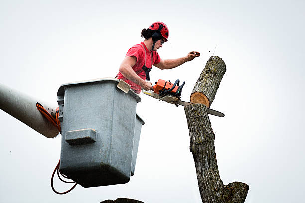 How Our Tree Care Process Works  in  Coatesville, PA