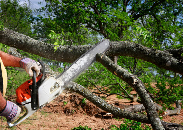 Best Soil Testing and Treatment  in Coatesville, PA